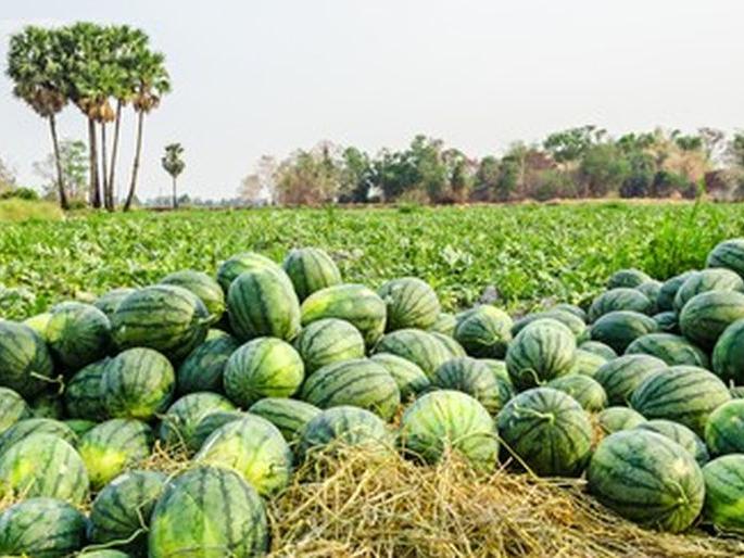 Watermelon prices decrease; Farmers in trouble | टरबुजाचे भाव गडगडले; शेतकरी अडचणीत Watermelon prices decrease; Farmers in trouble | टरबुजाचे भाव गडगडले; शेतकरी अडचणीत