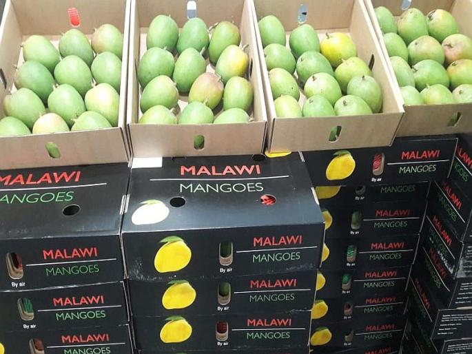Hapus mangoes from Malawi will be coming to Mumbai for sale today | मलावी देशातील 'हापूस आंबा' विक्रीसाठी आज मुंबईत Hapus mangoes from Malawi will be coming to Mumbai for sale today | मलावी देशातील 'हापूस आंबा' विक्रीसाठी आज मुंबईत