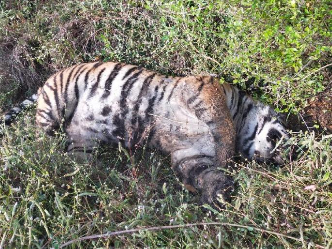 death mystery of the tigress in chandrapur was revealed after 15 days, one arrested | 'त्या' वाघिणीच्या मृत्यूचे रहस्य अखेर उलगडले, शेतकऱ्याला अटक