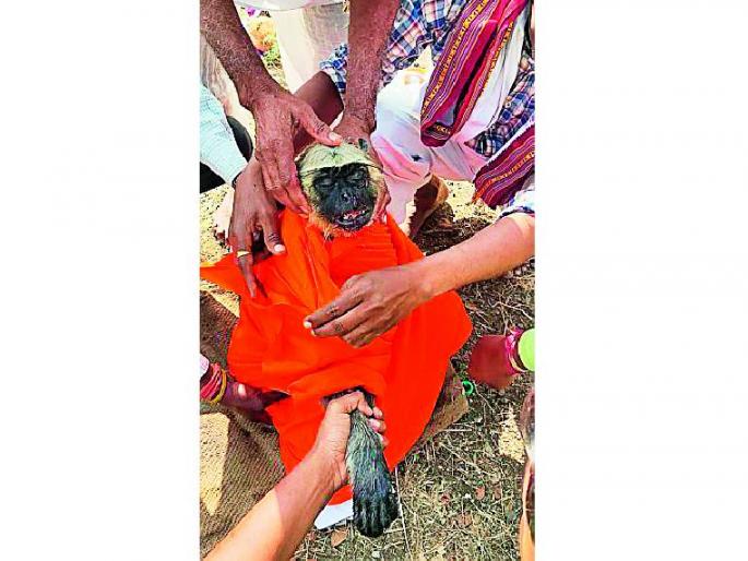 ashok nagar village conduct funeral for a monkey who killed in road accident | भरधाव वाहनाने माकडाला उडविले; सोबत्यांनी तासभर अडविला रस्ता, मग झाले असे.. ashok nagar village conduct funeral for a monkey who killed in road accident | भरधाव वाहनाने माकडाला उडविले; सोबत्यांनी तासभर अडविला रस्ता, मग झाले असे..