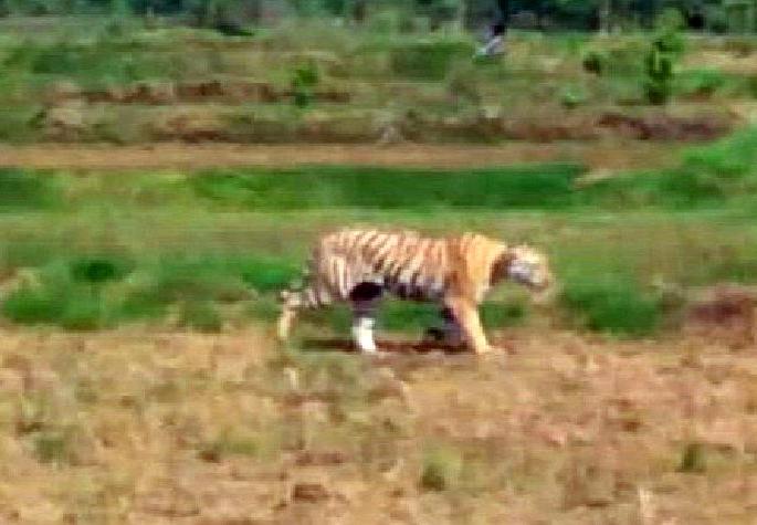 forest department did not succeed to catch the tiger roaming in virali area from last 15 days | पाऊलखुणा वाघाच्या; वनविभाग म्हणतो, 'तो' लांडगा, वाघ नव्हे!