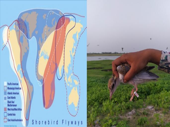 Record of 112 waterfowl species from 6 wetlands of Central Asian Flyway, Maharashtra | मध्य आशियाई उड्डाण मार्ग, महाराष्ट्रातील ६ पाणथळ प्रदेशातून ११२ जलपक्षी प्रजातींची नोंद Record of 112 waterfowl species from 6 wetlands of Central Asian Flyway, Maharashtra | मध्य आशियाई उड्डाण मार्ग, महाराष्ट्रातील ६ पाणथळ प्रदेशातून ११२ जलपक्षी प्रजातींची नोंद