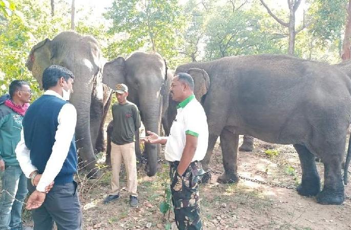 social activist wrote a letter to stop transfer of Elephants of Kamalapur | हत्तींना काम नाही म्हणून ते वनविभागाला झाले नकोसे! social activist wrote a letter to stop transfer of Elephants of Kamalapur | हत्तींना काम नाही म्हणून ते वनविभागाला झाले नकोसे!