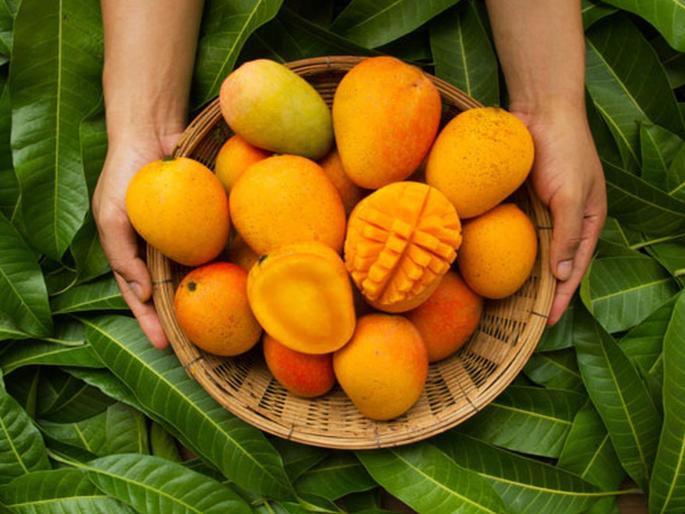 80% of mangoes exported are from Maharashtra; Another honor in Amrakatha | Mango: निर्यात होणारा ८० टक्के आंबा महाराष्ट्रातील; आम्रकथेत आणखी एक मानाचा तुरा  80% of mangoes exported are from Maharashtra; Another honor in Amrakatha | Mango: निर्यात होणारा ८० टक्के आंबा महाराष्ट्रातील; आम्रकथेत आणखी एक मानाचा तुरा