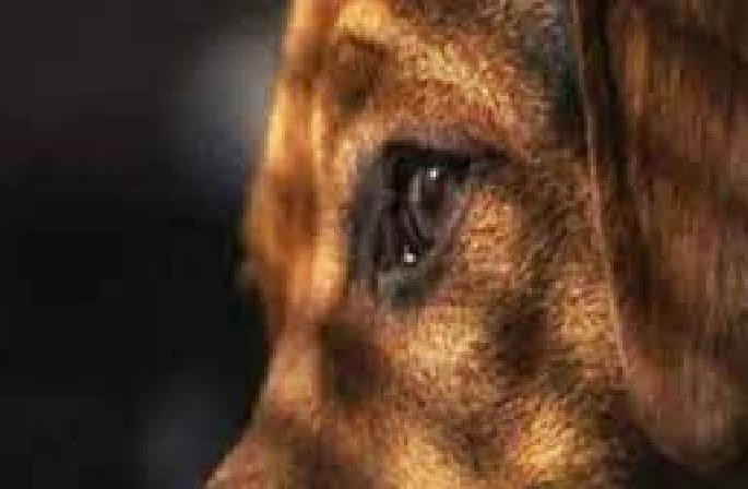 female stray dog raped by a man in chandrapur | विकृतीचा कळस, गर्भवती कुत्रीवर चंद्रपुरात अनैसर्गिक कृत्य female stray dog raped by a man in chandrapur | विकृतीचा कळस, गर्भवती कुत्रीवर चंद्रपुरात अनैसर्गिक कृत्य