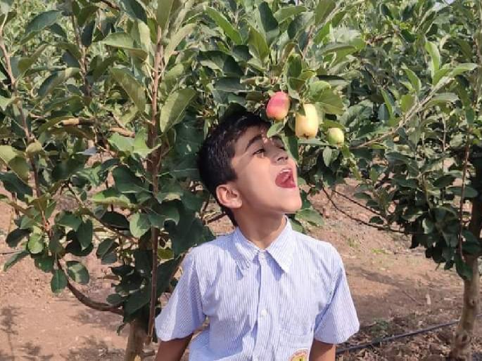 Students from remote areas directly in apple orchards | अतिदुर्गम भागातील विद्यार्थी थेट सफरचंदाच्या बागेत!, पाहणी करून घेतले लागवडीचे धडेही