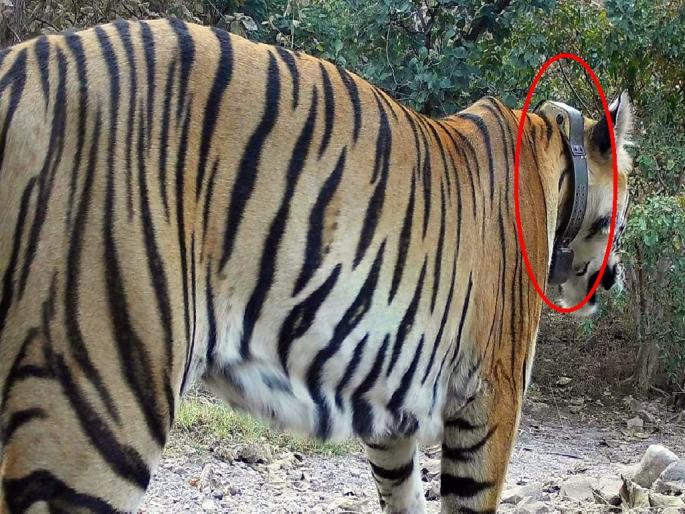 caller ID noose around the tigeress neck became dangerous, can choke to death | वाघिणीच्या गळ्याभोवती कॉलर आयडीचा 'फास'; जीवाला धोका caller ID noose around the tigeress neck became dangerous, can choke to death | वाघिणीच्या गळ्याभोवती कॉलर आयडीचा 'फास'; जीवाला धोका