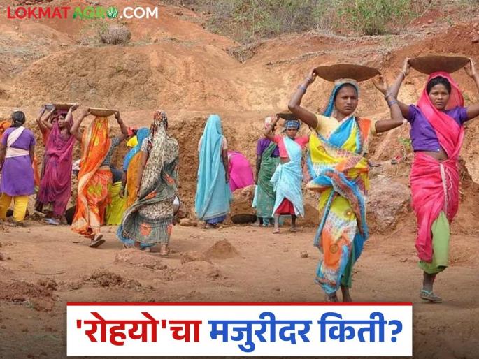 MGNREGA Wages: Will the wages of 'Rohayo' increase this year? Read in detail | MGNREGA Wages: 'रोहयो'च्या मजुरीत यंदा तरी होणार का वाढ? वाचा सविस्तर