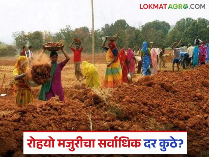 MGNREGA Wages: The highest rate of Rohyo wages in the country is in this state; Read Maharashtra's rank in detail | MGNREGA Wages: देशात 'रोहयो' मजुरीचा सर्वाधिक दर या राज्यात; महाराष्ट्राचा कितवा क्रमांक वाचा सविस्तर MGNREGA Wages: The highest rate of Rohyo wages in the country is in this state; Read Maharashtra's rank in detail | MGNREGA Wages: देशात 'रोहयो' मजुरीचा सर्वाधिक दर या राज्यात; महाराष्ट्राचा कितवा क्रमांक वाचा सविस्तर