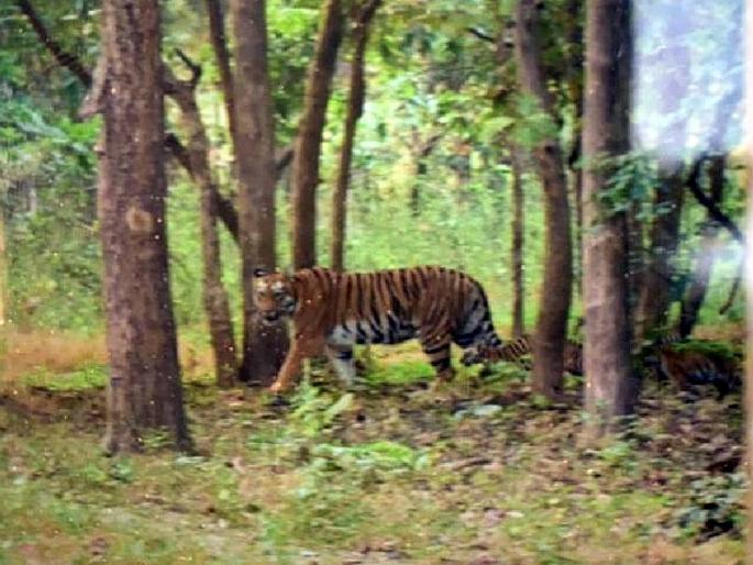 mother tiger spotted with three calves at Pauni Karhandla wildlife Sanctuary | पवनी-उमरेड-कऱ्हांडला अभयारण्यात तीन बछड्यांसह वाघिणीचे दर्शन; पर्यटकांमध्ये उत्साह