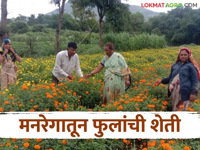 Latest News Chandrapur farmer earns better income from flower farming than rice and tur | Farmer Success Story : मनरेगातून भात शेतीत फुलली फुलशेती, भात, तुरीपेक्षा चांगलं उत्पन्न मिळतंय! Latest News Chandrapur farmer earns better income from flower farming than rice and tur | Farmer Success Story : मनरेगातून भात शेतीत फुलली फुलशेती, भात, तुरीपेक्षा चांगलं उत्पन्न मिळतंय!