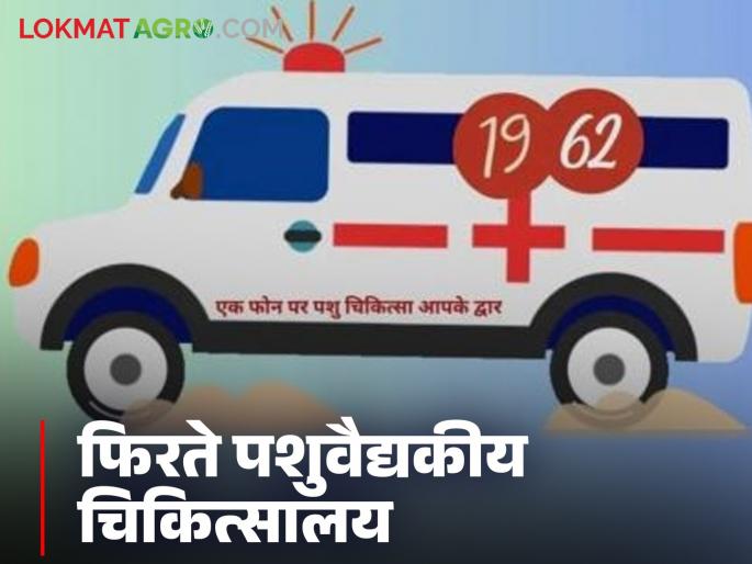 Veterinary clinic: Make a call and get home treatment for animals; initiative of the Animal Husbandry Department | veterinary clinic: एक फोन करा अन् जनावरांवर घरपोच उपचार मिळवा; पशुसंवर्धन विभागाचा उपक्रम Veterinary clinic: Make a call and get home treatment for animals; initiative of the Animal Husbandry Department | veterinary clinic: एक फोन करा अन् जनावरांवर घरपोच उपचार मिळवा; पशुसंवर्धन विभागाचा उपक्रम