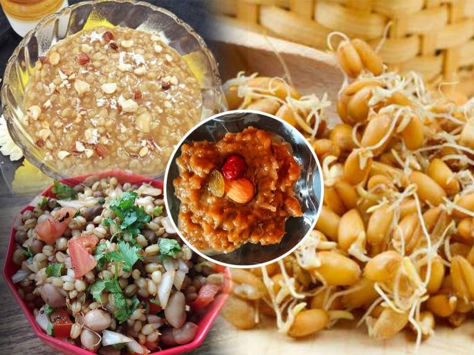 Sprouted wheat is beneficial for health as many ways.. Here are 3 nutritious recipes of sprouted wheat | मोड आलेले गहू तब्येतीला खूप पोषक! 6 फायदे, 3 चविष्ट पदार्थ, खाऊन तर पाहा