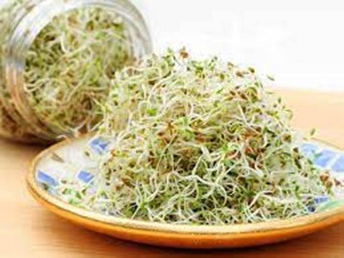 Sprouts are nutritious. But so eat raw? Eat every day ?What does the science say? | कडधान्यांना नेमके किती लांब मोड आणून खावेत? लांबचलांब मोड आलेली कडधान्यं खावीत का?