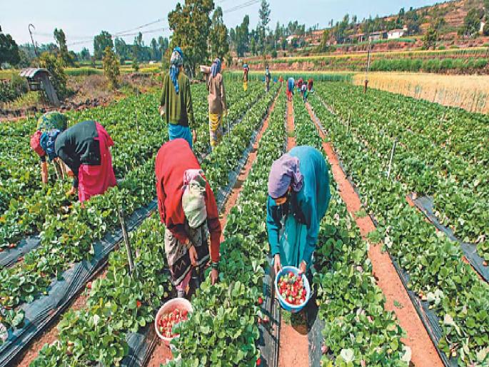 land that had been followed for 21 years become green again youth power gave new life to agriculture | तब्बल २१ वर्षे पडीक जमीन झाली पुन्हा हिरवीगार; युवाशक्तीने शेतीला दिले नवे जीवन land that had been followed for 21 years become green again youth power gave new life to agriculture | तब्बल २१ वर्षे पडीक जमीन झाली पुन्हा हिरवीगार; युवाशक्तीने शेतीला दिले नवे जीवन