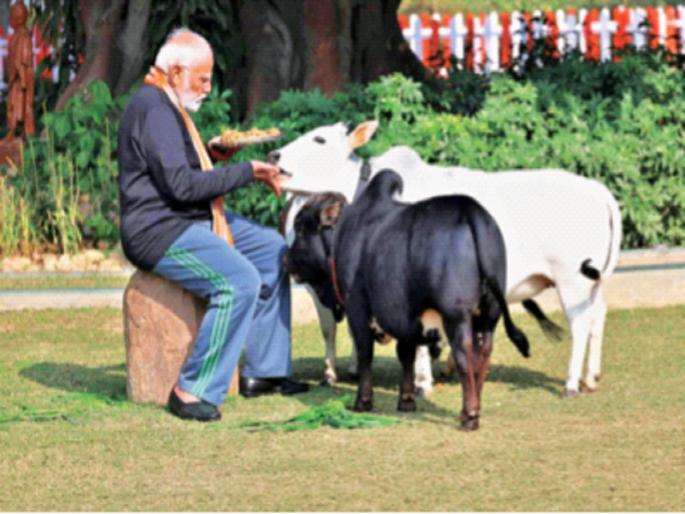 Modi fed fodder to the cow... gave the shawl on his shoulder to the girl and praised him... | मोदींनी गोमातेला चारा खाऊ घातला... आपल्या खांद्यावरील शाल मुलीला देत केले कौतुक... Modi fed fodder to the cow... gave the shawl on his shoulder to the girl and praised him... | मोदींनी गोमातेला चारा खाऊ घातला... आपल्या खांद्यावरील शाल मुलीला देत केले कौतुक...