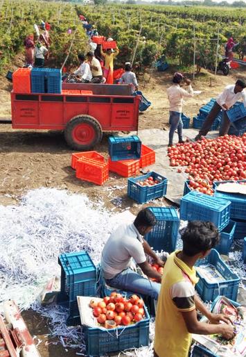 After seeing photos of pomegranate, Bangladeshi businessmen reached Bairagwadi | डाळिंबाचे फोटो पाहून बांगलादेशीचे व्यापारी पोहोचले बैरागवाडीत After seeing photos of pomegranate, Bangladeshi businessmen reached Bairagwadi | डाळिंबाचे फोटो पाहून बांगलादेशीचे व्यापारी पोहोचले बैरागवाडीत