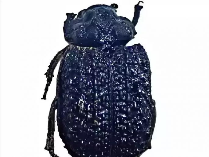 Success in discovering a new species of insect in India, naming the insect 'Moreshwar' | मृत प्राण्यांचा सफाया करणारा ‘मोरेश्वर’ सापडला; पर्यावरण स्वच्छतेचं करतो काम Success in discovering a new species of insect in India, naming the insect 'Moreshwar' | मृत प्राण्यांचा सफाया करणारा ‘मोरेश्वर’ सापडला; पर्यावरण स्वच्छतेचं करतो काम