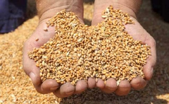 Free Grain Distribution Scam Named Institution Salesman steward | मोफत धान्य वाटप घोटाळा : संस्था नामधारी; सेल्समन कारभारी Free Grain Distribution Scam Named Institution Salesman steward | मोफत धान्य वाटप घोटाळा : संस्था नामधारी; सेल्समन कारभारी