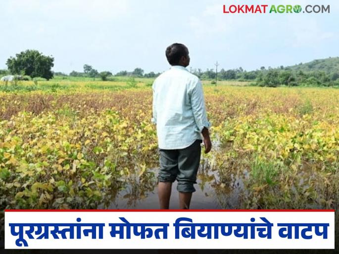 Latest news Flood-affected farmers will get free rabbi seeds from October 13, know the details | पूरग्रस्त शेतकऱ्यांना 13 ऑक्टोबरपासून रब्बीसाठी मोफत बियाणे मिळणार, जाणून घ्या सविस्तर 