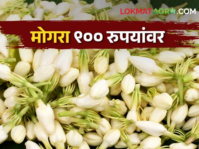 lack of water and heat wave in floriculture; The market price of flowers increased | फुलशेतीला पाणीटंचाई आणि उन्हाची झळ; फुलांचा बाजारभाव वधारला lack of water and heat wave in floriculture; The market price of flowers increased | फुलशेतीला पाणीटंचाई आणि उन्हाची झळ; फुलांचा बाजारभाव वधारला