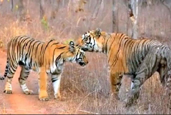 Tourists mesmerized by Mowgli-Babli's Raslila | मोगली-बबलीच्या रासलीलांनी वन पर्यटकांवर मोहिनी... Tourists mesmerized by Mowgli-Babli's Raslila | मोगली-बबलीच्या रासलीलांनी वन पर्यटकांवर मोहिनी...