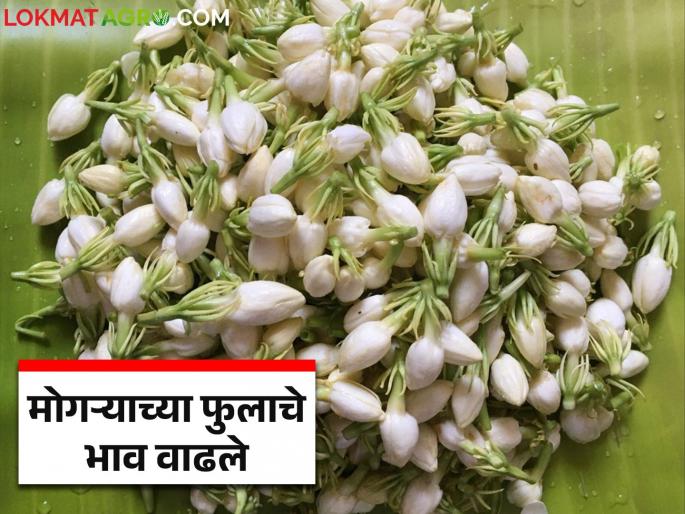 Summer brings decline in Mogra flower production; chances of it going up to a thousand | उन्हाळ्यामुळे मोगरा फुलांच्या उत्पादनात घट; दर हजारावर जाण्याची शक्यता