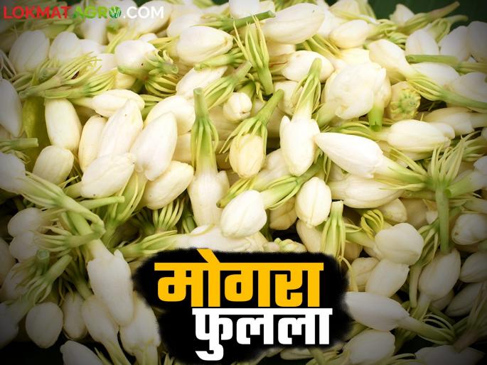 Good days for Mogra jasmine flower farmers during the festive season; Price rises to Rs 800 per kg | ऐन सणासुदीत मोगरा उत्पादक शेतकऱ्यांना सुगीचे दिवस; दर गेला ८०० रुपये किलोवर Good days for Mogra jasmine flower farmers during the festive season; Price rises to Rs 800 per kg | ऐन सणासुदीत मोगरा उत्पादक शेतकऱ्यांना सुगीचे दिवस; दर गेला ८०० रुपये किलोवर