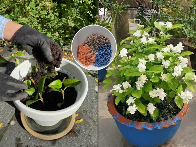 Mogra plant bud dropping reasons and solution How to get maximum flowers on Mogra in summer Jasmine plant care tips in hot weather | उन्हाळ्यात ऐन बहरात मोगऱ्याच्या कळ्या गळतात? रोपाला नवसंजीवनी देणारा उपाय- ८ दिवसांत पाहा जादू Mogra plant bud dropping reasons and solution How to get maximum flowers on Mogra in summer Jasmine plant care tips in hot weather | उन्हाळ्यात ऐन बहरात मोगऱ्याच्या कळ्या गळतात? रोपाला नवसंजीवनी देणारा उपाय- ८ दिवसांत पाहा जादू