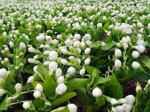 Coronavirus: Coronavirus kills Mogra in Vikramgad; Flower markets closed | Coronavirus: कोरोनामुळे विक्रमगडमधील मोगरा कोमेजला; फुल बाजारपेठा बंद Coronavirus: Coronavirus kills Mogra in Vikramgad; Flower markets closed | Coronavirus: कोरोनामुळे विक्रमगडमधील मोगरा कोमेजला; फुल बाजारपेठा बंद