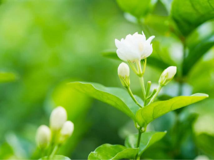 What if the Mogra planted by Mauli flourishes in your life too? | माउलींनी लावलेला मोगरा, आपल्याही आयुष्यात बहरला तर?