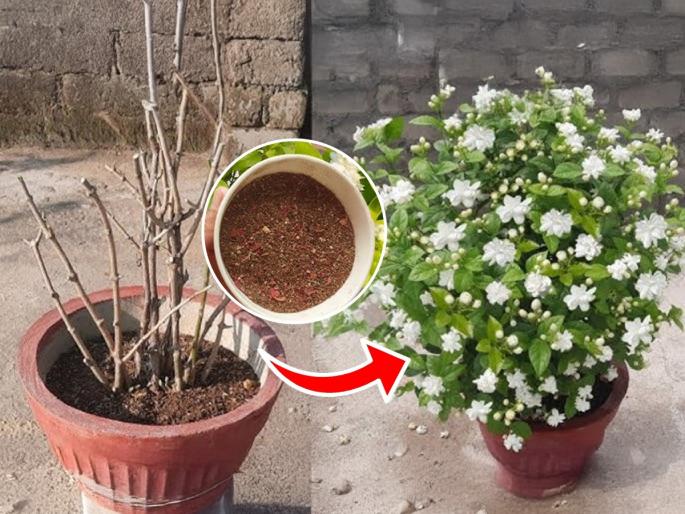 gardening tips for jasmine plant how to care mogra in monsoon season Home remedy for mogra blooming best fertilizer solution | मोगरा.. फुललाच नाही कोमेजून गेला पावसात? ‘हे’ खास टॉनिक द्या, मोगरा आनंदाने फुलेल जोमाने