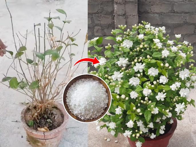 Gardening Tips how to make jasmine plant flower again what to add in soil for mogra plant blooming home fertilizer for jasmine plant growth | मोगऱ्याचे झाड सुकले- काड्याच दिसतात? 'ही' पांढरी वस्तू कुंडीत घाला, रोपाला येतील भरपूर मोगऱ्याची फुलं