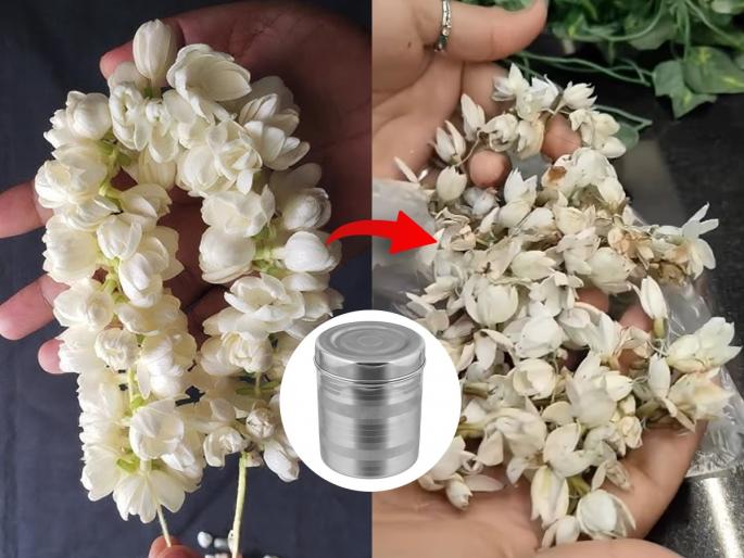 How to keep mogra gajra fresh for long Best way to store mogra flowers at home Simple trick to preserve flower freshness How to keep gajra fresh for 7–8 days Homemade flower storage hacks How to maintain jasmine fragrance naturally | मोगऱ्याचा गजरा राहील फ्रेश-टवटवीत! फक्त एक स्टीलचा डबा आणि टिश्यू पेपर- मोगऱ्याचा सुगंध घरभर दरवळेल How to keep mogra gajra fresh for long Best way to store mogra flowers at home Simple trick to preserve flower freshness How to keep gajra fresh for 7–8 days Homemade flower storage hacks How to maintain jasmine fragrance naturally | मोगऱ्याचा गजरा राहील फ्रेश-टवटवीत! फक्त एक स्टीलचा डबा आणि टिश्यू पेपर- मोगऱ्याचा सुगंध घरभर दरवळेल