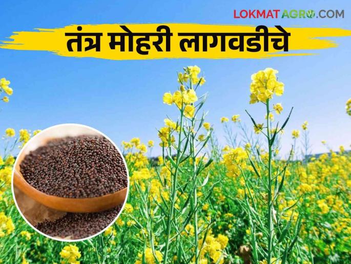 Mohari Lagwad : How to cultivate mustard crop which is in great demand in spices | Mohari Lagwad : मसाल्यामध्ये मोठ्या प्रमाणात मागणी असणाऱ्या मोहरी पिकाची लागवड कशी करावी Mohari Lagwad : How to cultivate mustard crop which is in great demand in spices | Mohari Lagwad : मसाल्यामध्ये मोठ्या प्रमाणात मागणी असणाऱ्या मोहरी पिकाची लागवड कशी करावी