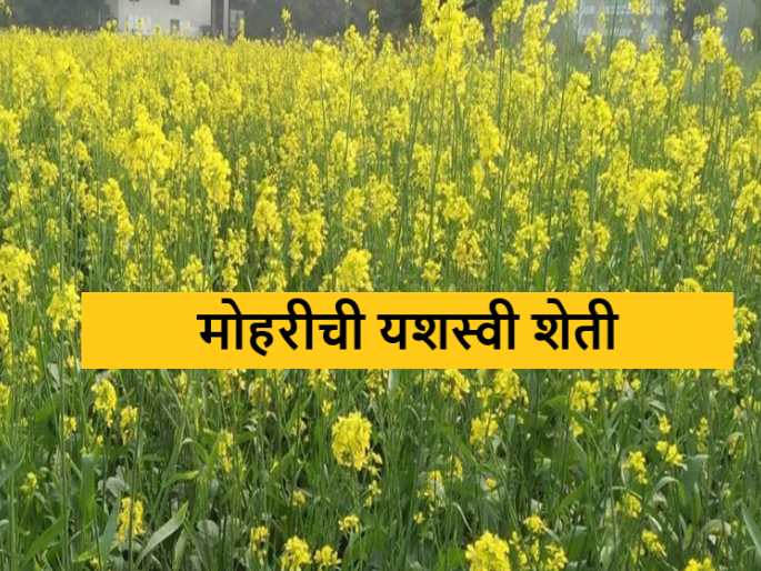 Latest News Income of two lakhs in ninety days from mustard farming, read in detail | Mustard Farming : मोहरीच्या शेतीतून नव्वद दिवसांत दोन लाखांचे उत्पन्न, वाचा सविस्तर  Latest News Income of two lakhs in ninety days from mustard farming, read in detail | Mustard Farming : मोहरीच्या शेतीतून नव्वद दिवसांत दोन लाखांचे उत्पन्न, वाचा सविस्तर