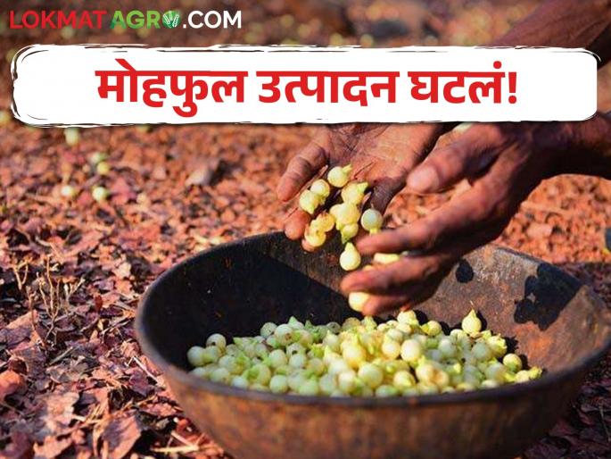 Latest News Drastic decline in madhuca longifolia yield due to climate change | दरवर्षी एक- दीड पोते, यंदा टोकरीभरही नाही, मोहफुल उत्पादन घटलं!