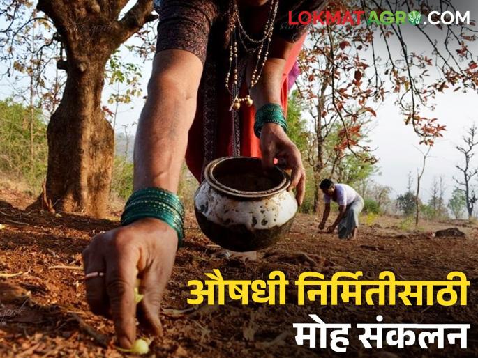 Latest news Moh flowers play an important role in medicinal production in gadchiroli | औषधी निर्मितीत मोह फुलांचा महत्वाचा वाटा, अनेकांना रोजगार Latest news Moh flowers play an important role in medicinal production in gadchiroli | औषधी निर्मितीत मोह फुलांचा महत्वाचा वाटा, अनेकांना रोजगार