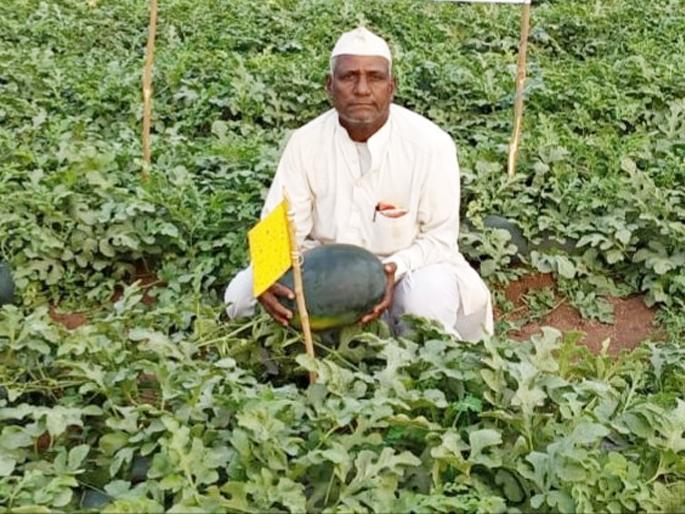 Three and a half lakhs of income in 5 days; Successful experimentation of korawali farmers | ४० दिवसांत ३,६०,००० रुपयांचं उत्पन्न; सोलापूरच्या शेतकऱ्यानं 'असा' केला चमत्कार Three and a half lakhs of income in 5 days; Successful experimentation of korawali farmers | ४० दिवसांत ३,६०,००० रुपयांचं उत्पन्न; सोलापूरच्या शेतकऱ्यानं 'असा' केला चमत्कार