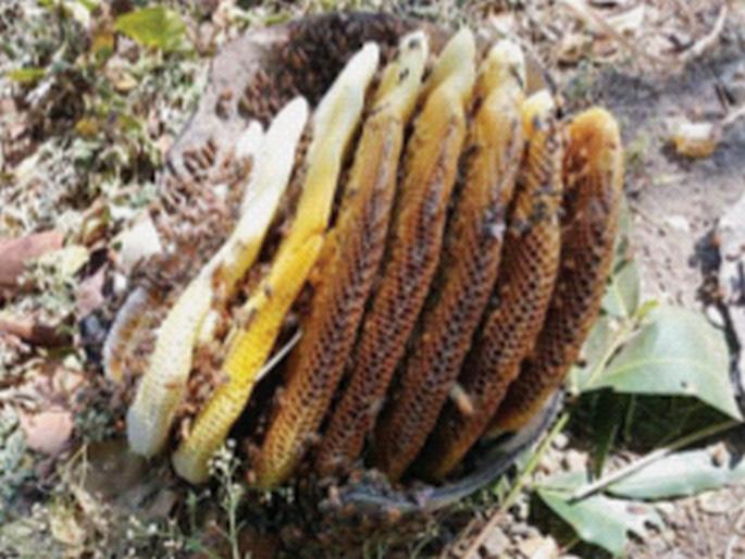eight beehives found at one place in beed | अहो आश्चर्यम्! तब्बल आठ पोळ्यांचे मोहोळ eight beehives found at one place in beed | अहो आश्चर्यम्! तब्बल आठ पोळ्यांचे मोहोळ
