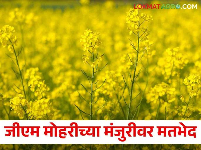Controversy over Supreme Court's decision to approve Mustard ``GM'' | Supreme Court's decision about Mustard ``GM": जीएम वाणावर सर्वोच्च न्यायालयाचा असा आला निर्णय Controversy over Supreme Court's decision to approve Mustard ``GM'' | Supreme Court's decision about Mustard ``GM": जीएम वाणावर सर्वोच्च न्यायालयाचा असा आला निर्णय