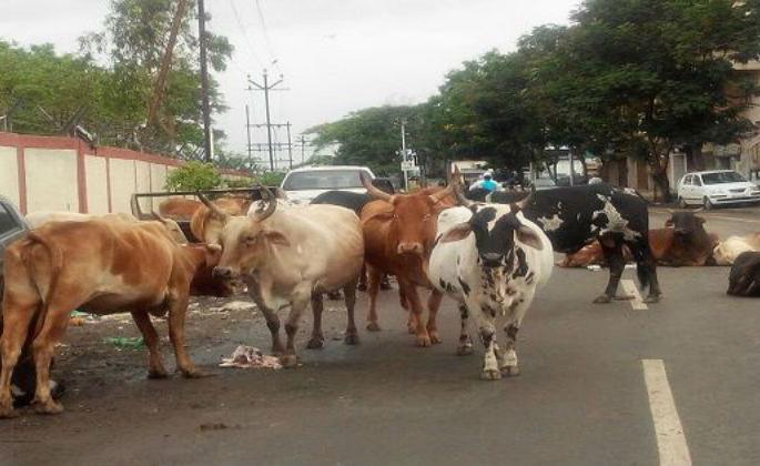 623 cattle ridden in Solapur has been arrested in five months | सोलापूरात पाच महिन्यांत पकडली ६२३ मोकाट जनावरे 623 cattle ridden in Solapur has been arrested in five months | सोलापूरात पाच महिन्यांत पकडली ६२३ मोकाट जनावरे