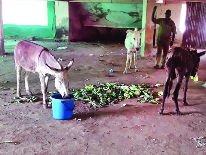 Campaign against Mokat animals, cows, buffaloes and donkeys seized in Chiplun | चिपळुणात मोकाट जनावरांविरोधात मोहीम, गाई, म्हशींसह गाढव ताब्यात Campaign against Mokat animals, cows, buffaloes and donkeys seized in Chiplun | चिपळुणात मोकाट जनावरांविरोधात मोहीम, गाई, म्हशींसह गाढव ताब्यात