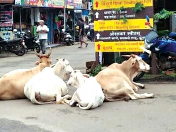 Welcome to tourists and citizens, on the road to Kankavali | पर्यटक व नागरिकांच्या स्वागताला कणकवलीच्या रस्त्यावरच मोकाट जनावर... Welcome to tourists and citizens, on the road to Kankavali | पर्यटक व नागरिकांच्या स्वागताला कणकवलीच्या रस्त्यावरच मोकाट जनावर...