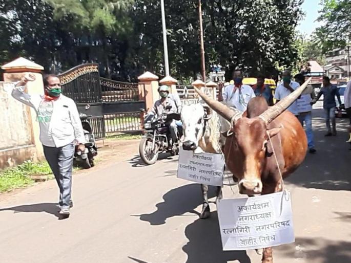 BJP's agitation for protection of stray animals | मोकाट जनावरांच्या बंदोबस्तासाठी भाजपचे आंदोलन BJP's agitation for protection of stray animals | मोकाट जनावरांच्या बंदोबस्तासाठी भाजपचे आंदोलन