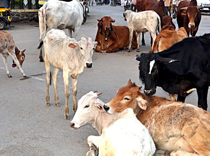 Chopra municipality fined for dropping cattle | गुरे मोकाट सोडणा-यांना चोपडा पालिकेने केला दंड  Chopra municipality fined for dropping cattle | गुरे मोकाट सोडणा-यांना चोपडा पालिकेने केला दंड