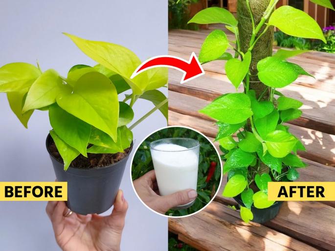 gardening tips Money plant leaves turning yellow remedy How to boost money plant growth monsoon season best fertilizer for money plant | मनी प्लांटची पानं पिवळी पडली, वेलीची वाढ खुंटली? मातीत मिसळा पांढरा पदार्थ, वेल वाढेल भराभर