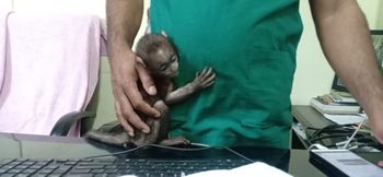 A baby monkey grows up in a transit center in Nagpur | नागपुरातील ट्रान्झिट सेंटरमध्ये वाढतेय एका माकडाचे बाळ A baby monkey grows up in a transit center in Nagpur | नागपुरातील ट्रान्झिट सेंटरमध्ये वाढतेय एका माकडाचे बाळ