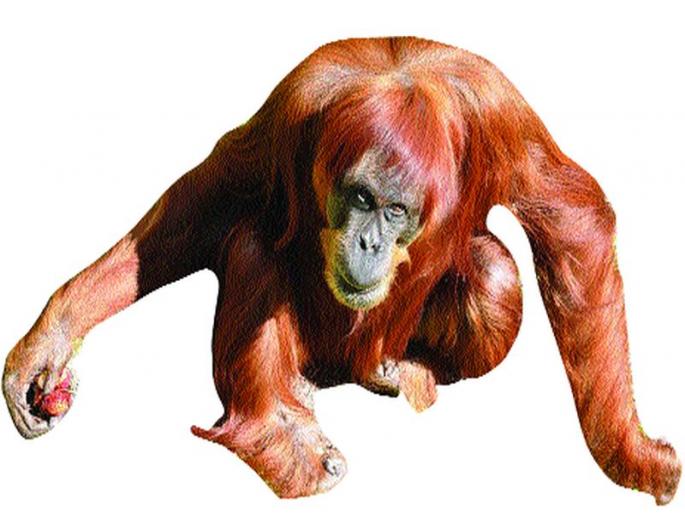 Mercy on the world's oldest wildlife; It was two years ago, in Guinness Booka | जगातील सर्वात वयोवृद्ध वानराला दयामरण; दोन वर्षांपूर्वी झाली होती ‘गिनीज बुका’त नोंद Mercy on the world's oldest wildlife; It was two years ago, in Guinness Booka | जगातील सर्वात वयोवृद्ध वानराला दयामरण; दोन वर्षांपूर्वी झाली होती ‘गिनीज बुका’त नोंद