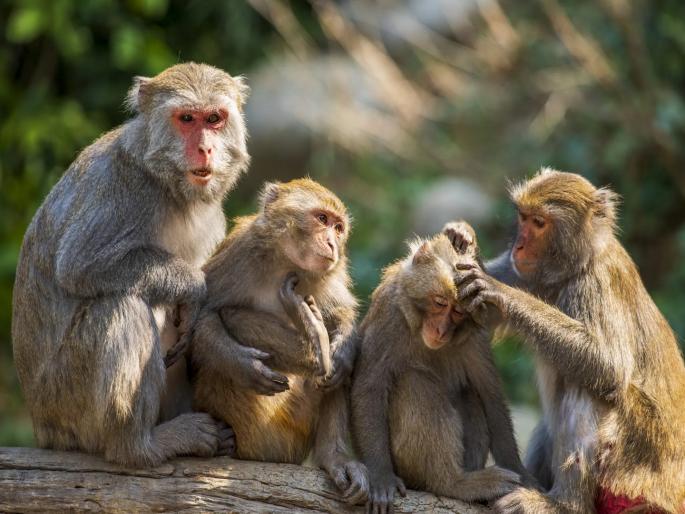 aligarh monkey eat sugar worth rs 35 lakh in aligarh two booked for scam | माकडांनी ३० दिवसांत ३५ लाखांची साखर खाल्ली? कारखान्याच्या ऑडिटमध्ये खुलासा, दोघांविरुद्ध गुन्हा दाखल